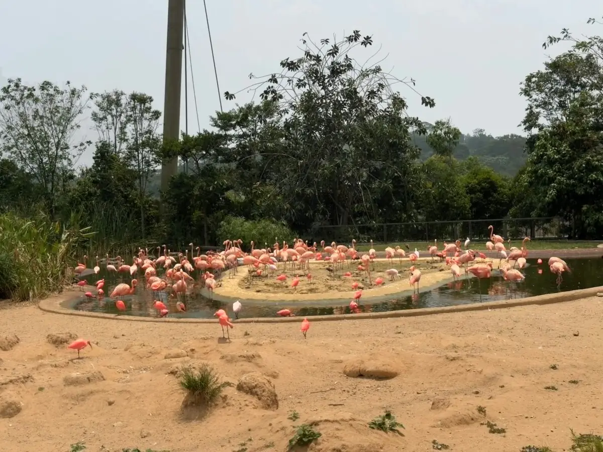 美洲红鹳 American Flamingo