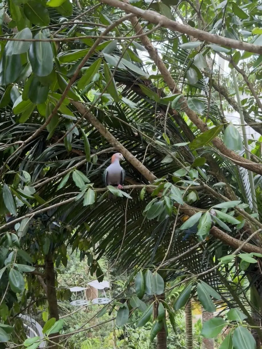 绿皇鸠(栗颈亚种) Chestnut-naped Imperial-pigeon