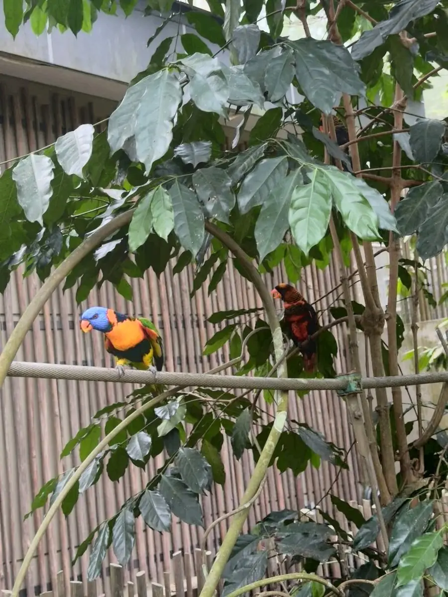 椰子吸蜜鹦鹉 Coconut Lorikeet