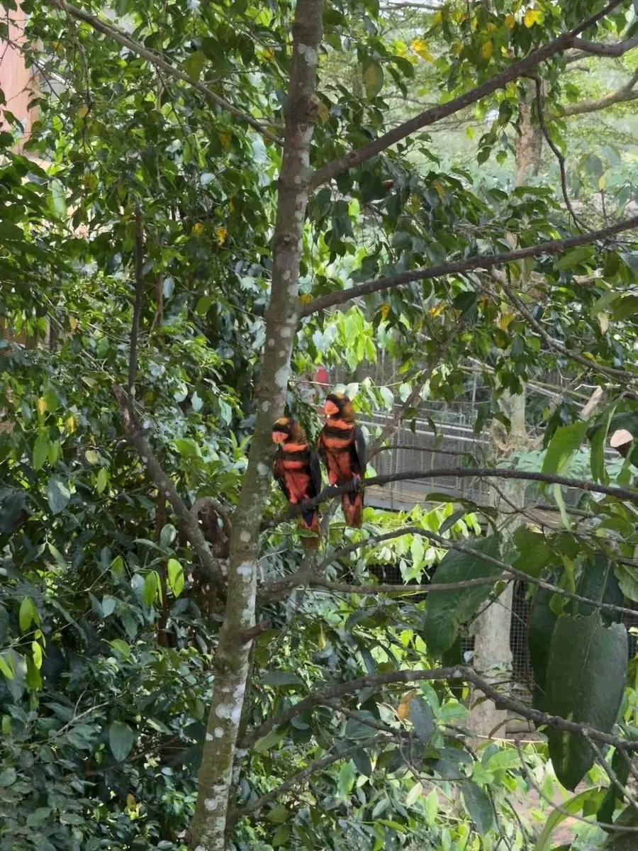 暗色吸蜜鹦鹉 Dusky Lory