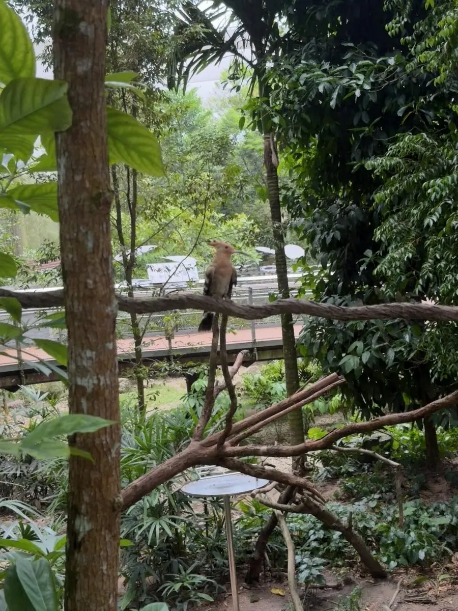戴胜 Eurasian Hoopoe