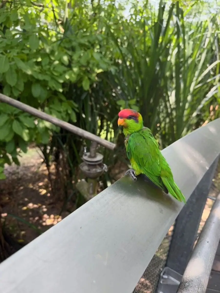 虹彩吸蜜鹦鹉 Iris Lorikeet