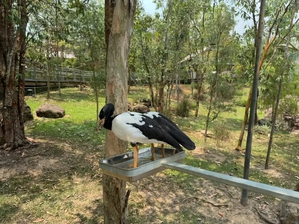 鹊雁 Magpie Goose