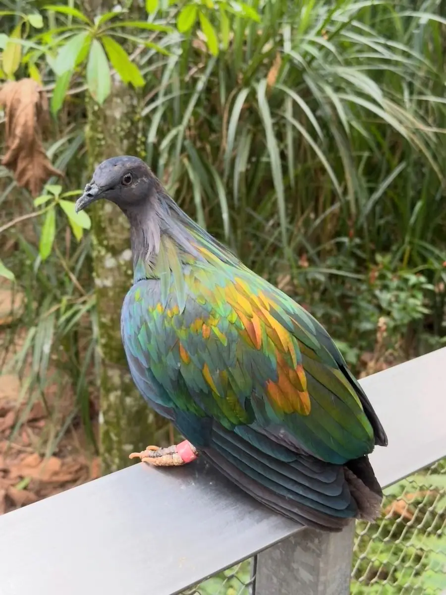 尼柯巴鸠 Nicobar Pigeon