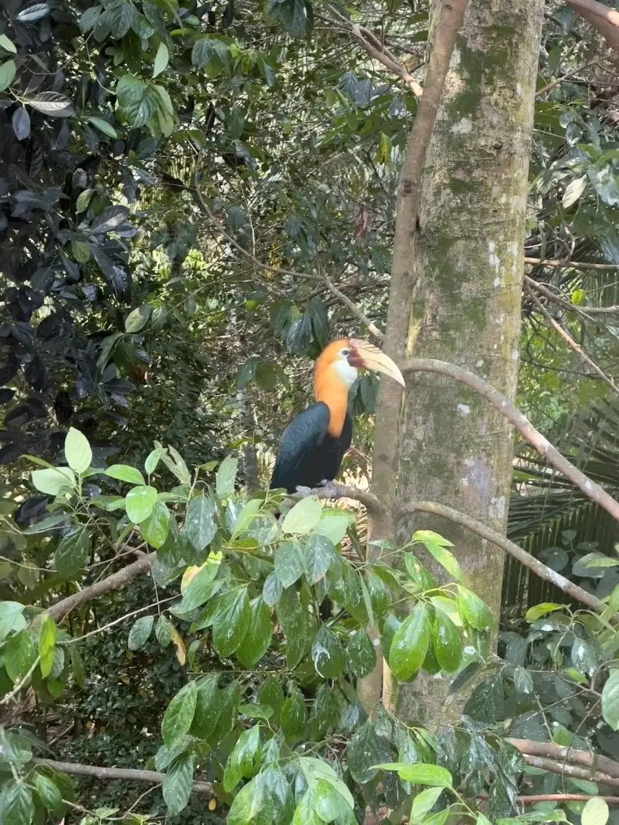 巴布亚犀鸟 Papuan Hornbill