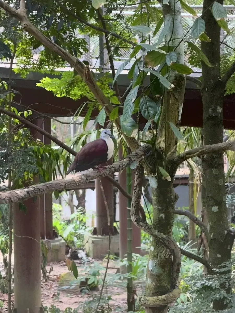 皮氏皇鸠 Pinon's Imperial-pigeon