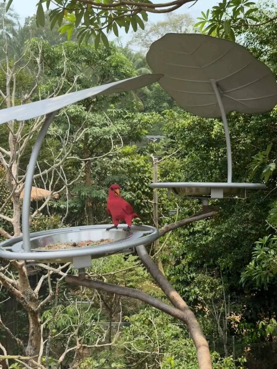 红色吸蜜鹦鹉 Red Lory