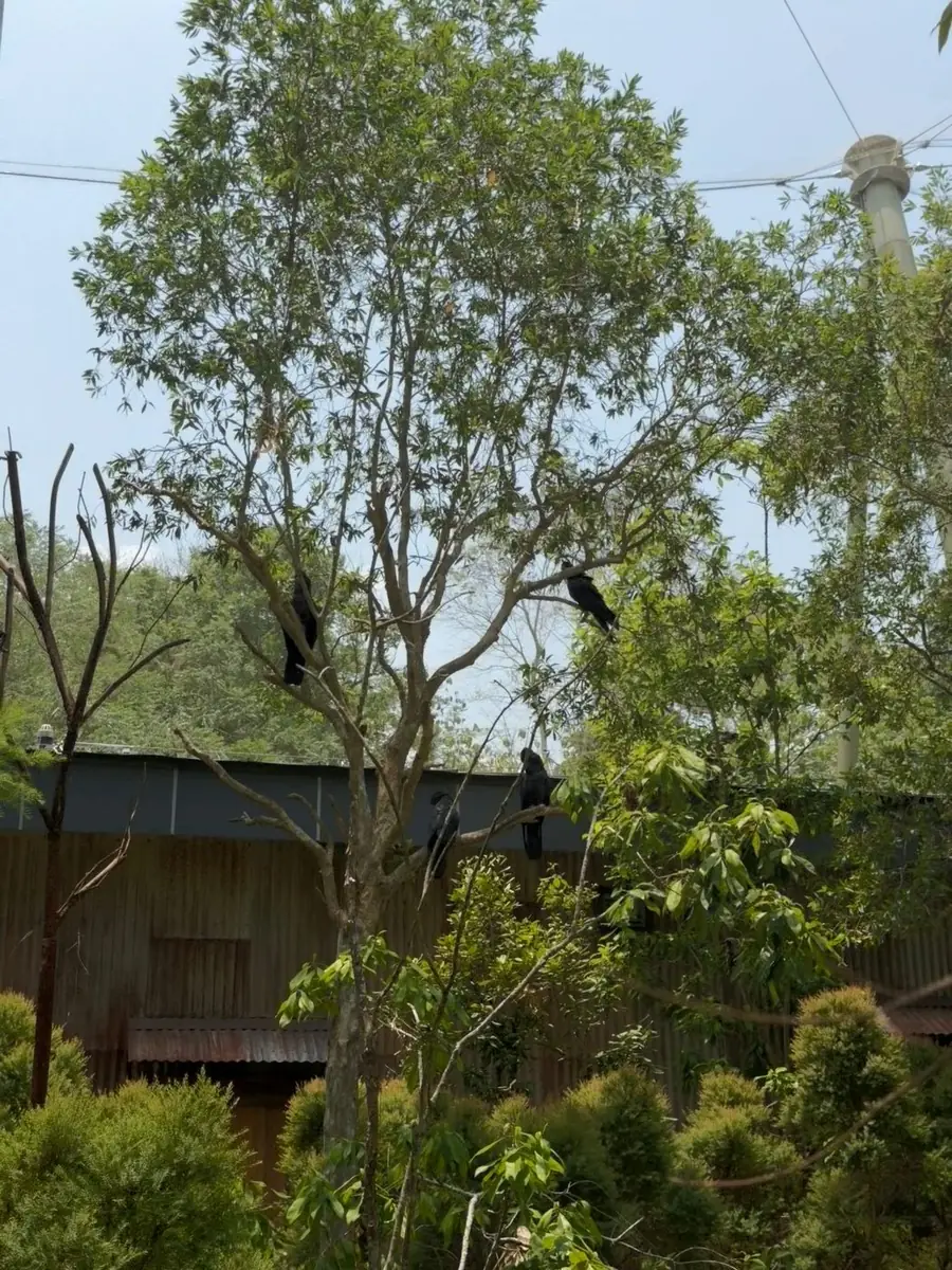 红尾黑凤头鹦鹉 Red-tailed Black-cockatoo