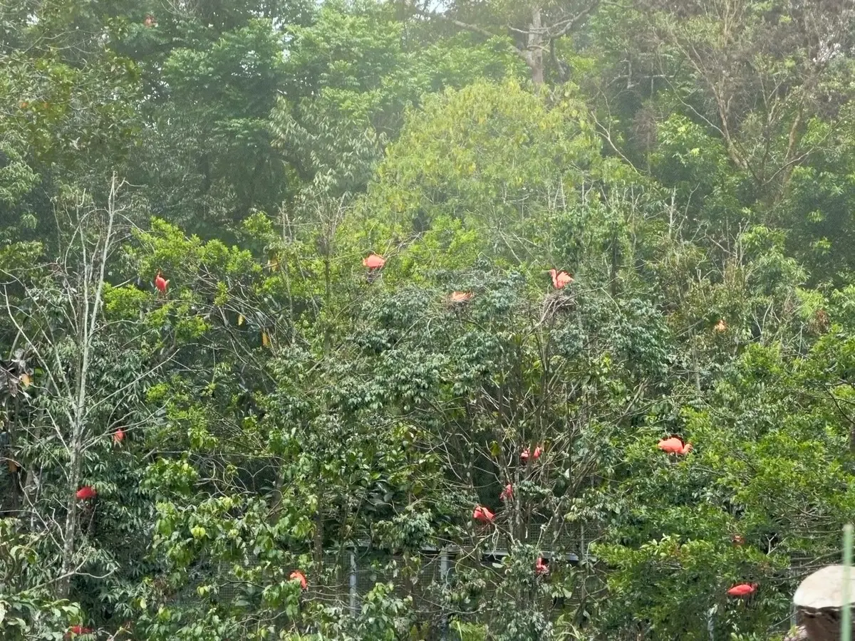 美洲红鹮 Scarlet Ibis