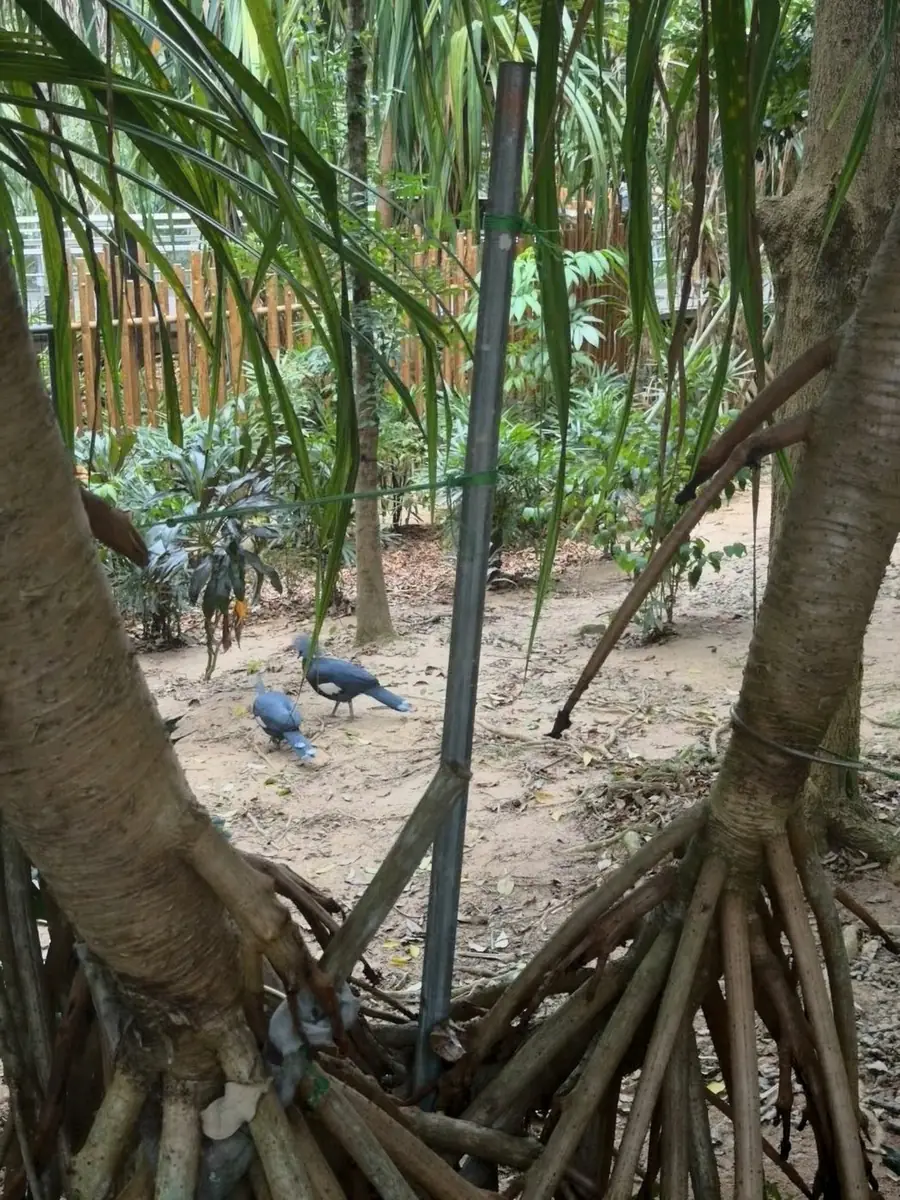 斯氏冠鸠 Sclater's Crowned-pigeon