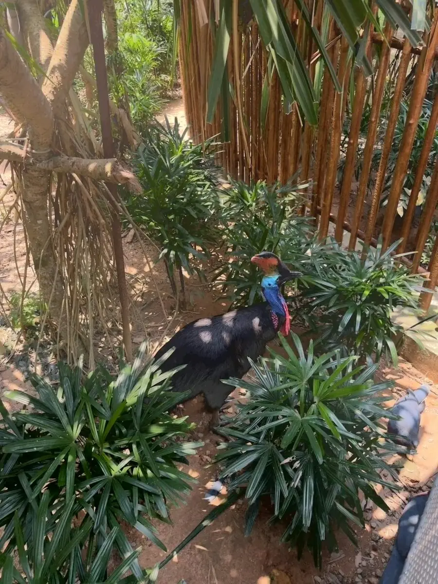 双垂鹤鸵 Southern Cassowary