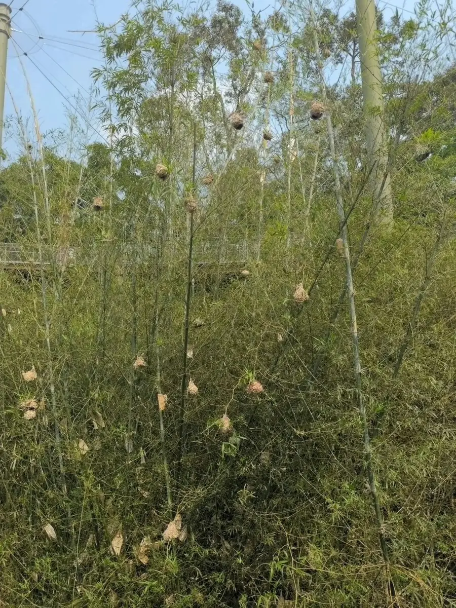 栗头金织雀 Taveta Golden Weaver
