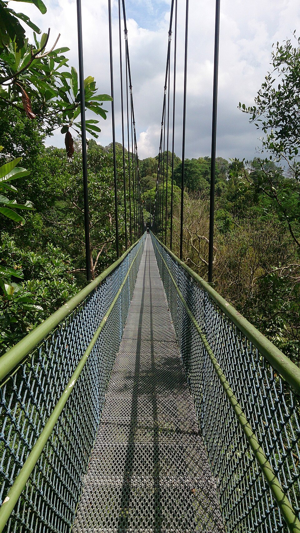 TreeTop Walk