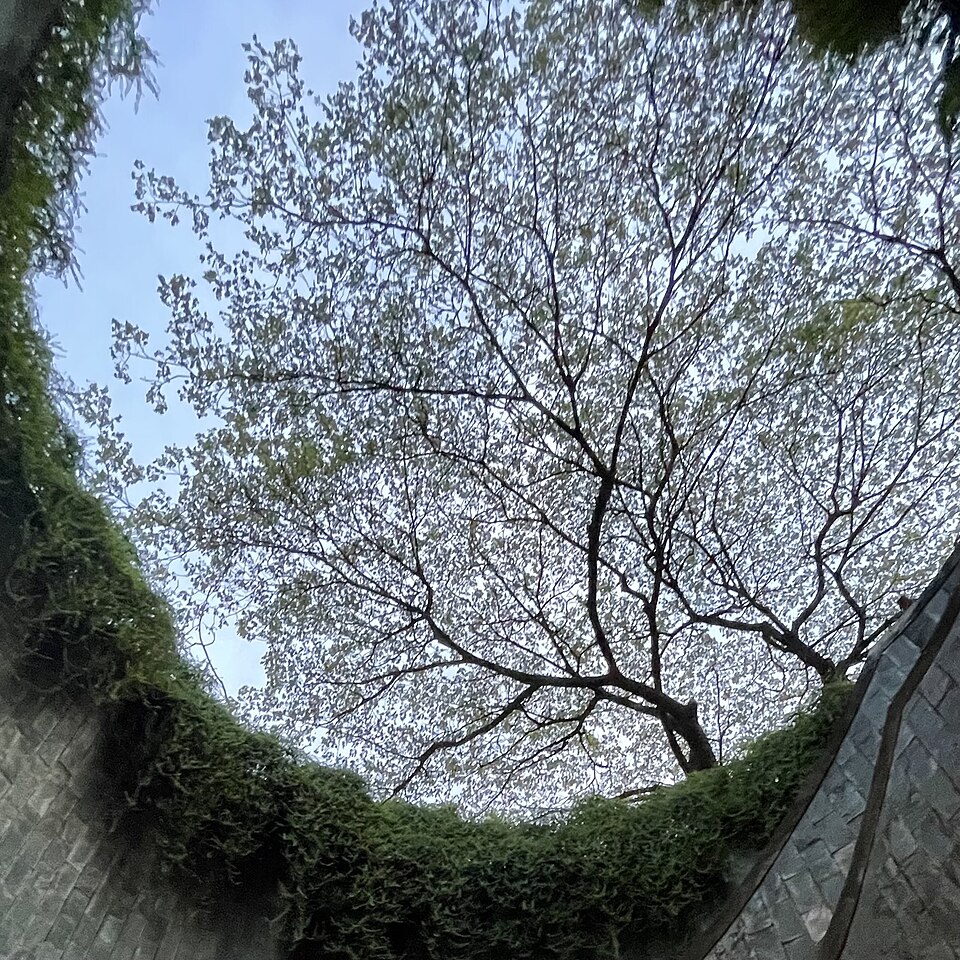 Fort Canning Tree Tunnel
